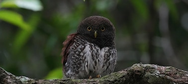 Foto de un pequeño búho posado en una rama