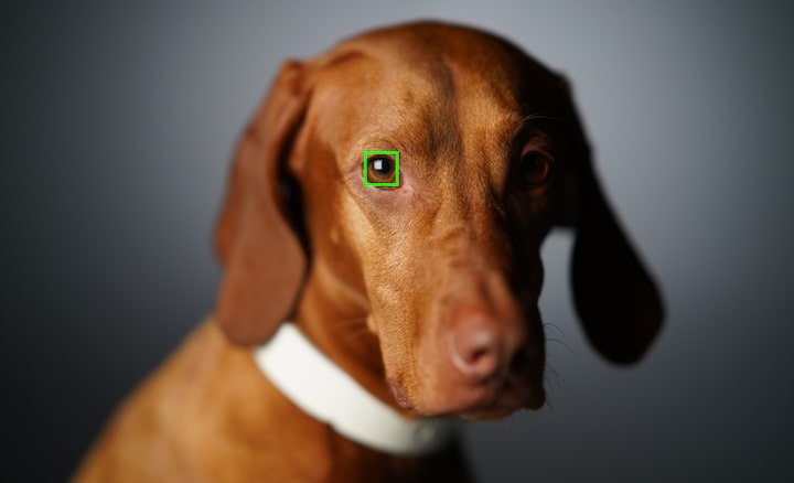 Imagen del rostro de un perro con enfoque automático superpuesto en un ojo