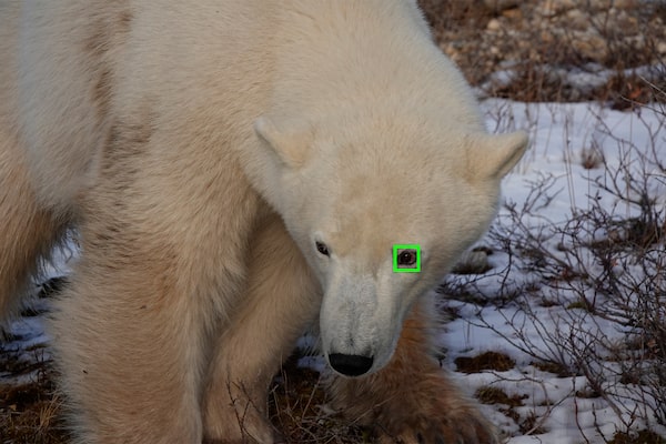 Enfoque automático Eye en tiempo real para animales